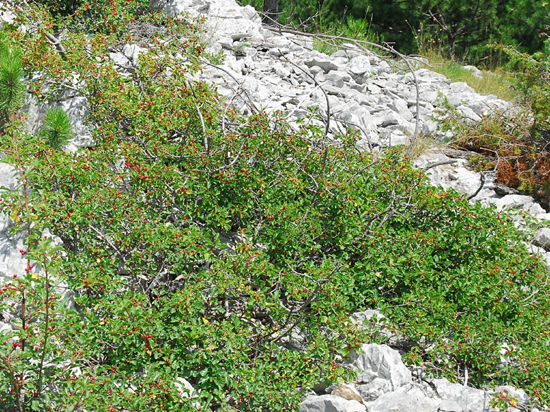 Frangula rupestris